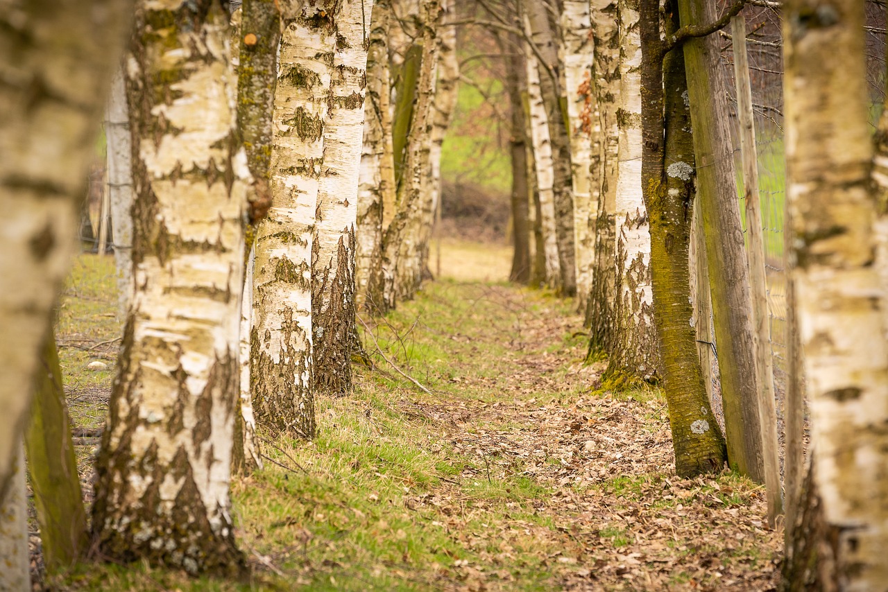 How Climate Change is Affecting Hiking Trails